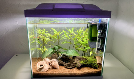 aquarium 20L Betta