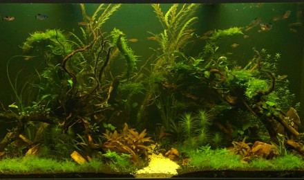 aquarium Aquascaping communautaire