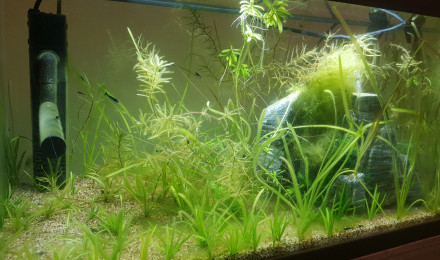 aquarium Bac Guppys Corydoras 60L