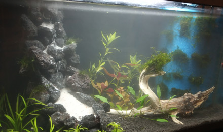 aquarium 60L