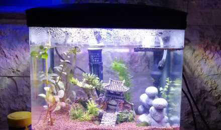 aquarium GUECHA