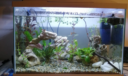 aquarium GUECHA2