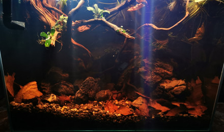 aquarium Tranquilou