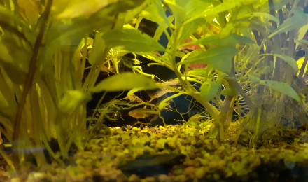 aquarium AquAmandae
