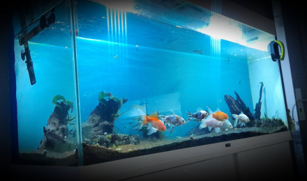 aquarium Le Cypriland