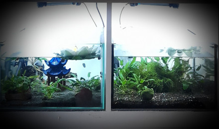 aquarium Le Kallax à Betta