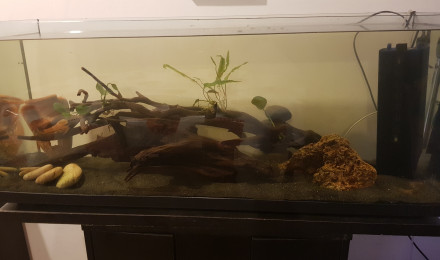 aquarium Bac de 100 litres me en haut il y a une semaine Pour les Guppy Et crevettes