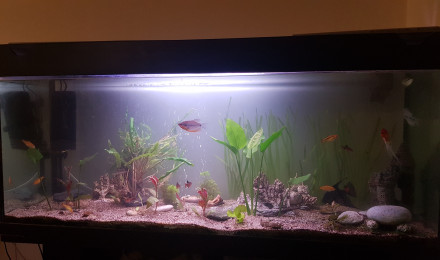 aquarium 250l