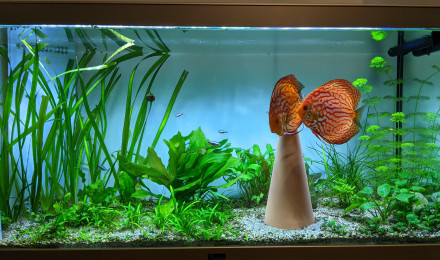 aquarium Experimental Fish Tank - Breeding