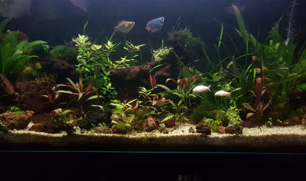 aquarium The Parallel Land