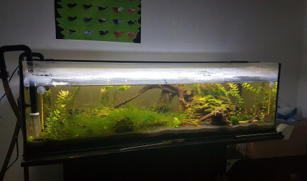 aquarium Bac 120L Crevttes RedCherry