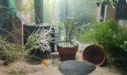 aquarium Tk9