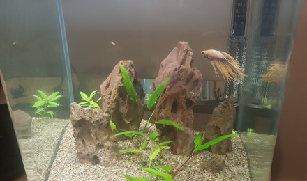 aquarium Betta Splendens Crowntail blanc