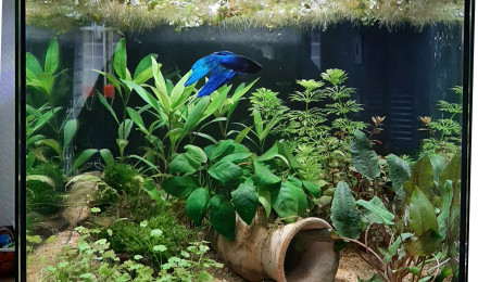 aquarium Ken