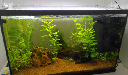 aquarium Start 55