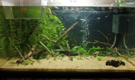 aquarium Aquarium 60l