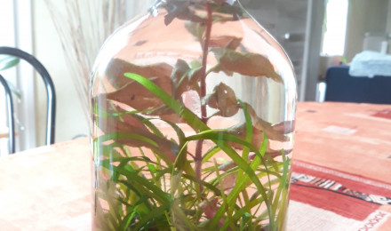 aquarium AquaBottle