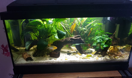 aquarium Little River