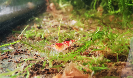 aquarium Poubellarium