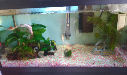 aquarium Guppy