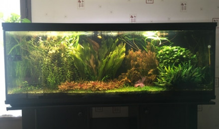 aquarium Low teck 300l