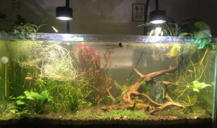 aquarium Low teck 90l