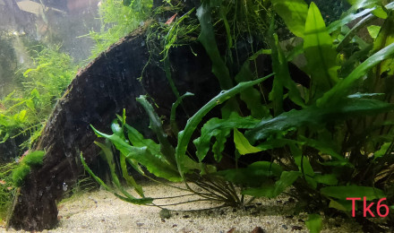 aquarium Tk6