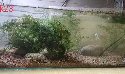 aquarium Tk23