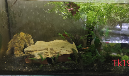 aquarium Tk19