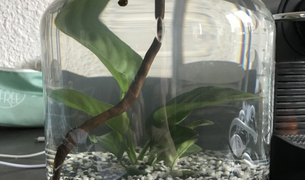 aquarium Bocal à petites bêtes