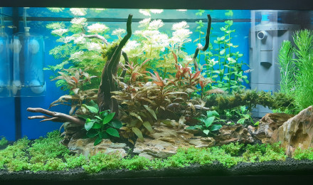 aquarium Naturel