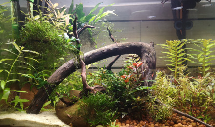 aquarium P110