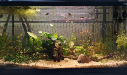 aquarium P96