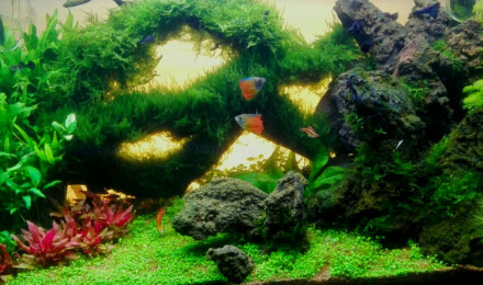 aquarium Pourquoi pas