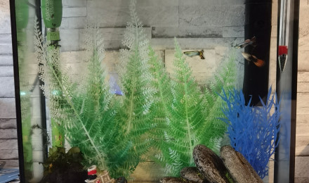 aquarium Mon 1er Aqua Guppys