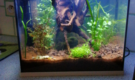 aquarium Crevette