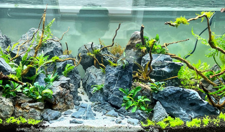 aquarium JUWEL RIO 180
