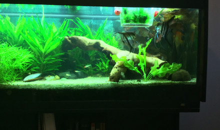 aquarium Rop
