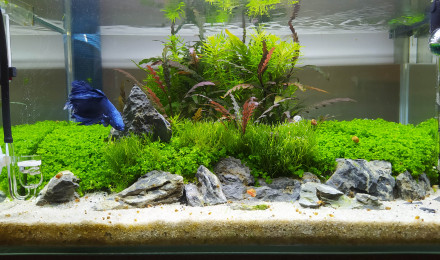 aquarium Betta - 23L