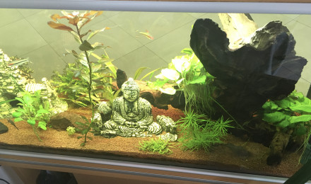aquarium JUWEL RIO 180