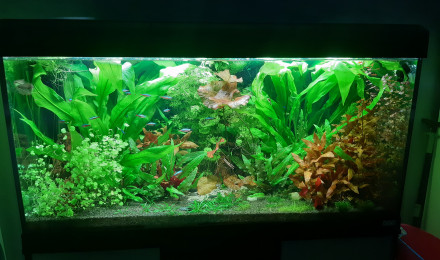 aquarium Aquarium Salon