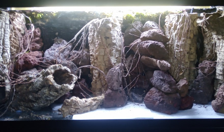 aquarium Projet tetraodons nains en cours