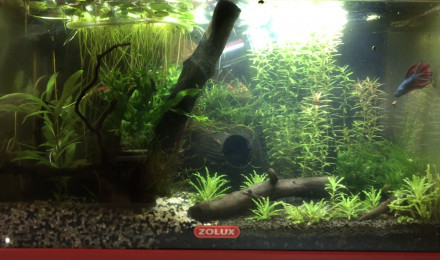 aquarium Betta Low Tech