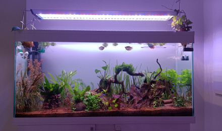 aquarium Petite graine de vie