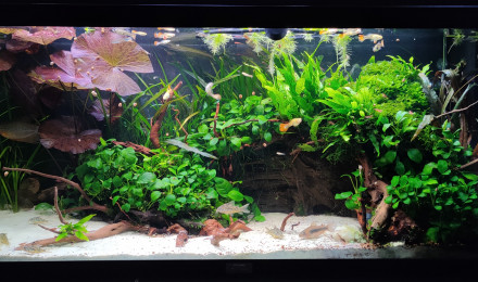 aquarium MOONLIGHT SHADOW