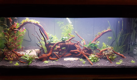 aquarium Salon
