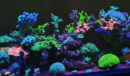 aquarium Reefer 450