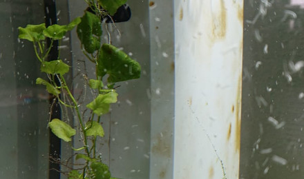 aquarium superfish110