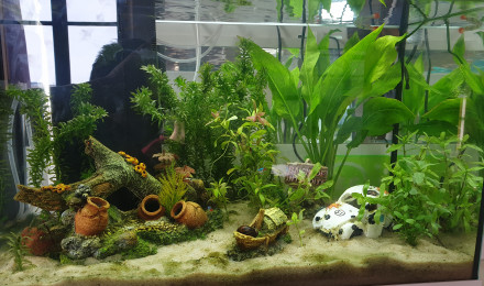 aquarium Salon