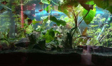 aquarium Salon